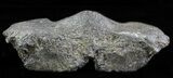 Fossil Whale Cervical Vertebrae - South Carolina #62082-1